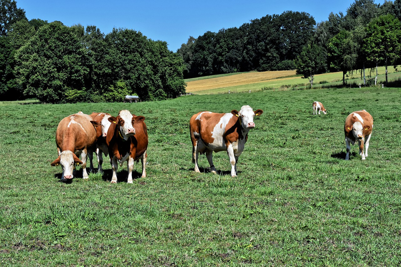 Vacas en el campo - Software manejo vacas